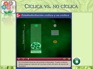 CÍCLICA VS. NO CÍCLICA
 