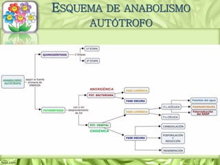 ANOXIGÉNICA
OXIGÉNICA
ESQUEMA DE ANABOLISMO
AUTÓTROFO
 