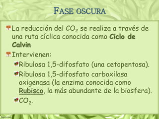FASE OSCURA
La reducción del CO2 se realiza a través de
una ruta cíclica conocida como Ciclo de
Calvin
Intervienen:
Ribulosa 1,5-difosfato (una cetopentosa).
Ribulosa 1,5-difosfato carboxilasa
oxigenasa (la enzima conocida como
Rubisco, la más abundante de la biosfera).
CO2.
 