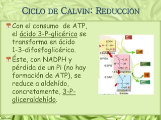 Con el consumo de ATP,
el ácido 3-P-glicérico se
transforma en ácido
1-3-difosfoglicérico.
Éste, con NADPH y
pérdida de un Pi (no hay
formación de ATP), se
reduce a aldehído,
concretamente, 3-P-
gliceraldehído.
CICLO DE CALVIN: REDUCCIÓN
Pi
 