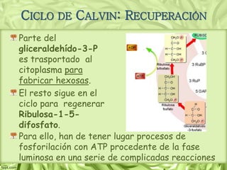 CICLO DE CALVIN: RECUPERACIÓN
Parte del
gliceraldehído-3-P
es trasportado al
citoplasma para
fabricar hexosas.
El resto sigue en el
ciclo para regenerar
Ribulosa-1-5-
difosfato.
Para ello, han de tener lugar procesos de
fosforilación con ATP procedente de la fase
luminosa en una serie de complicadas reacciones
 