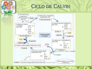CICLO DE CALVIN
12 Pi
 