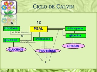 CICLO DE CALVIN
6 12
2
10
 