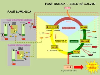 REGENERACIÓN DEL
RECEPTOR DEL CO2
FIJACIÓN DEL CO2
REDUCCIÓN
Fotosistema I
Fotosistema II Fotosistema I
e-
e-
e-
H2O
O2
H
+
H
+
+
Fotón
e-
e-
ADP +Pi ATP
Fotón
e-
Fotón
e-
ADP +Pi
ATP
e-
e-
NADP+
H
+
H
++
+H
+
NADPH
Cadena de
transporte
electrónico
Cadena de
transporte
electrónico
FLUJO DE ELECTRONES NO CÍCLICO
FLUJO DE ELECTRONES CÍCLICO
3 x CO2
P
1 x gliceraldehido 3-fosfato
+H
+
6 x NADPH
3 x ATP
6 X ATP
3 x ADP
6 x ADP
6 x Pi
6 x NADP
GLUCOSA Y
OTROS
COMPUESTOS
ORGÁNICOS
FASE OSCURA - CICLO DE CALVIN
6 x 1,3-bifosfoglicerato
PP
6 x gliceraldehido 3-fosfato
P
6 x 3-fosfoglicerato
P
3 x ribulosa 1,5 bifosfato
P P
5 x gliceraldehido 3-fosfato
P
FASE LUMINICA
 