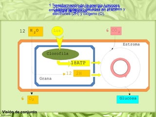 1 Transformación de la energía luminosa
en energía química contenida en el ATP2 Descomposición del agua en protones y
electrones (2H) y oxígeno (O).
3) Reducción del dióxido de carbono y
síntesis de glucosa.
Visión de conjunto
 