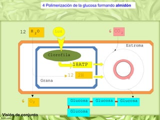 4 Polimerización de la glucosa formando almidón
Visión de conjunto
 