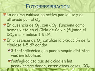 FOTORRESPIRACIÓN
La enzima rubisco se activa por la luz y es
alterada por el O2
En ausencia de O2, con CO2, funciona como
hemos visto en el Ciclo de Calvin (fijando el
CO2 a la ribulosa 1-5 dP.
En presencia de O2 cataliza la oxidación de la
ribulosa 1-5 dP dando:
3 fosfoglicérico que puede seguir distintas
vías metabólicas
fosfoglicolato que se oxida en los
peroxisomas dando, entre otras cosas, CO2.
 