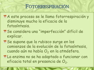 A este proceso se le llama fotorrespiración y
disminuye mucho la eficacia de la
fotosíntesis.
Se considera una “imperfección” difícil de
explicar.
Se supone que la rubisco surge en los
comienzos de la evolución de la fotosíntesis,
cuando aún no había O2 en la atmósfera.
La enzima no se ha adaptado a funcionar con
eficacia total en presencia de O2.
FOTORRESPIRACIÓN
 