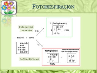 FOTORESPIRACIÓN
Fotosíntesis
Fotorrespiración
Ciclo de calvin
 