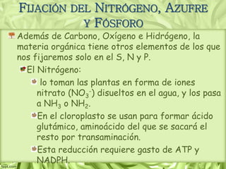 FIJACIÓN DEL NITRÓGENO, AZUFRE
Y FÓSFORO
Además de Carbono, Oxígeno e Hidrógeno, la
materia orgánica tiene otros elementos de los que
nos fijaremos solo en el S, N y P.
El Nitrógeno:
lo toman las plantas en forma de iones
nitrato (NO3
-) disueltos en el agua, y los pasa
a NH3 o NH2.
En el cloroplasto se usan para formar ácido
glutámico, aminoácido del que se sacará el
resto por transaminación.
Esta reducción requiere gasto de ATP y
NADPH.
 