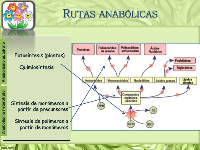 dieta cetogénica cancer reseñas