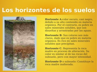 Los horizontes de los suelos
Horizonte A:color oscuro, casi negro,
debido a su alto contenido en materia
orgánica. Por el contrario, es pobre en
sales minerales solubles, que son
disueltas y arrastradas por las aguas.
Horizonte B: Sus colores son más
claros, dado que es pobre en materia
orgánica. Es rico en sales minerales
solubles que precipitan.
Horizonte C: Representa la roca
madre en proceso de alteración. Su
color es similar al de las rocas del
subsuelo, pero con mayor intensidad.
Horizonte D o subsuelo: Constituye la
roca madre inalterada.
 