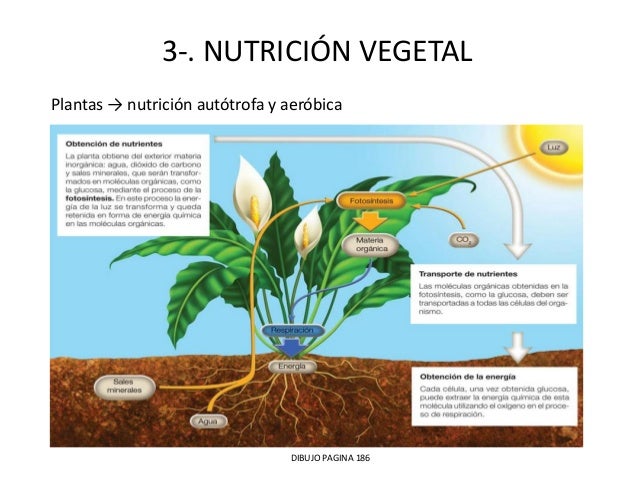 Tema 9 .las funciones vegetales. la nutrición vegetal.