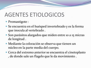 AGENTES ETIOLOGICOS Promastigote :Se encuentra en el huésped invertebrado y es la forma que inocula al vertebrado .Son parásitos alargados que miden entre 10 a 15 micras de longitud .Mediante la coloración se observa que tienen un núcleo en la parte media del cuerpo.Cerca del extremo anterior se encuentra el cinetoplasto , de donde sale un flagelo que le da movimiento . 