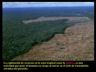BUSQUEDA DEL PARASITO POR PUNCION DE MEDULA OSEA : 