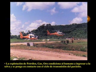             DIAGNOSTICODIAGNOSTICO INMUNOLOGICO :Pruebas laboratoriales :Inmunofluorescencia indirecta .Test de Elisa .Prueba de aglutinación directa .