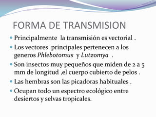   FORMA DE TRANSMISIONPrincipalmente  la transmisión es vectorial .Los vectores  principales pertenecen a los generos Phlebotomus  y Lutzomya  .Son insectos muy pequeños que miden de 2 a 5 mm de longitud ,el cuerpo cubierto de pelos .Las hembras son las picadoras habituales .Ocupan todo un espectro ecológico entre desiertos y selvas tropicales.