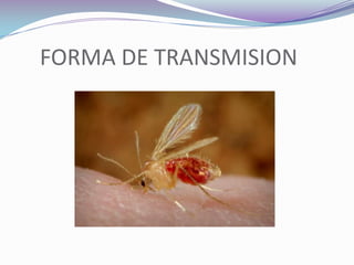     FORMA DE TRANSMISION