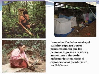 La recolección de la castaña, el palmito, cupoazu y otros productos hacen que las personas ingresen a la selva y aumenten su riesgo de enfermar leishmaniosis al exponerse a las picaduras de los flebótomos  