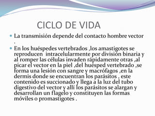             CICLO DE VIDA La transmisión depende del contacto hombre vector .En los huéspedes vertebrados ,los amastigotes se reproducen  intracelularmente por división binaria y al romper las células invaden rápidamente otras ,al picar el vector en la piel ,del huésped vertebrado ,se forma una lesión con sangre y macrófagos ,en la dermis donde se encuentran los parásitos , este contenido es succionado y llega a la luz del tubo digestivo del vector y allí los parásitos se alargan y desarrollan un flagelo y constituyen las formas móviles o promastigotes .