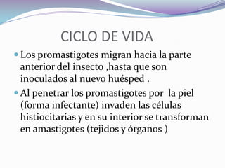               CICLO DE VIDA Los promastigotes migran hacia la parte anterior del insecto ,hasta que son inoculados al nuevo huésped .Al penetrar los promastigotes por  la piel (forma infectante) invaden las células  histiocitarias y en su interior se transforman en amastigotes (tejidos y órganos ) 