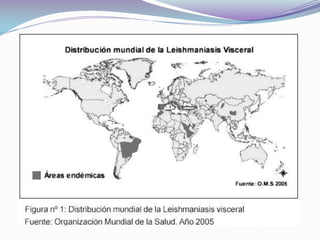 La Distribución y la epidemiologia de la enfermedad esta relacionada con diferentes condiciones ecológicas y socioeconómicas.
