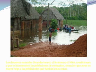 LEISHMANIASIS TEGUMENTARIA AMERICANA La transmisión depende del contacto hombre-vector.El patrón de transmisión depende de donde ocurre la picadura y puede ser:Intradomiciliario,cuando el vector entra a las casas de los individuos.Peri domiciliario cuando el contacto hombre vector ocurre alrededor del domicilio en donde las personas se exponen a la picadura del vector ,al internarse en el bosque o realizar actividades agrícolas, en lugares donde se encuentran los reservorios y vectores del parasito (foco de transmisión) . 