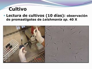 CultivoLectura de cultivos (10 días): observación de promastigotes de Leishmania sp. 40 X