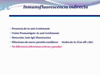 Inmunofluorescencia indirecta Presencia de Ac anti-Leishmania
