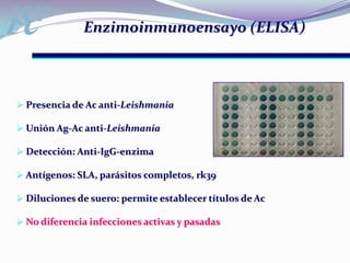  Detección: Anti-IgG-fluoresceína