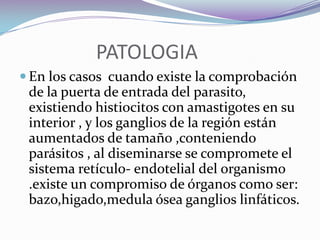  LEISHMANIASIS CUTANEO-DIFUSACLINICA : puede debutar con una lesión clínica inicial (ulcera primaria) a partir de la cual se pueden observar ulceras satélites en todo el cuerpo .Presenta lesiones papulares,placas infiltradas y principalmente muchos nódulos sin ulceraciones similares a la lepra lepromatosa.Las lesiones nodulares lentamente se transforman en escamosas, rugosas, y gruesas placas queloideas.No ataca a las mucosas, no existe compromiso visceral.