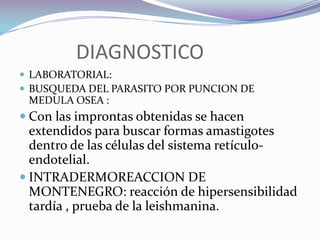 LEISHMANIASIS CUTANEA DEL VIEJO MUNDO PATOLOGIA:Las lesiones generalmente se encuentran en las partes expuestas del cuerpo y comprometen la piel sin hacer invasión visceral y mucosa .MANIFESTACIONES CLINICAS : Lesiones que aparecen en la cara y extremidades y pueden ser únicas o múltiples.Lesión inicial que evoluciona de una pápula hacia un nódulo, el mismo se deprime en el centro y se ulcera.