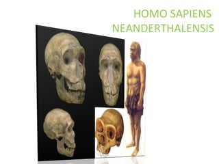 HOMO SAPIENS
NEANDERTHALENSIS
 