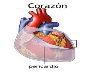 Tema 9. Sistema Circulatorio