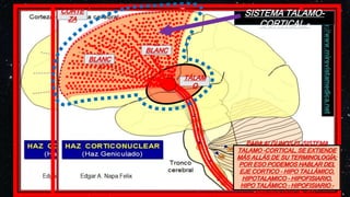 SISTEMA TALAMO-
CORTICAL.-
SISTEMA TALAMO-
CORTICAL.-
SISTEMA TALAMO-
CORTICAL.-
SISTEMA TALAMO-
CORTICAL.-
S.
BLANC
A
S.
...