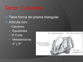 Tarso: Cuboides
Tiene forma de prisma triangular.
 Articula con:


 Calcáneo
 Escafoides

 3ª Cuña
 Metatarsianos

4º y 5º

 