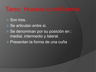 Tarso: Huesos cuneiformes
Son tres.
 Se articulan entre si.
 Se denominan por su posición en :
medial, intermedio y lateral.
 Presentan la forma de una cuña


 