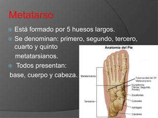 Metatarso
Está formado por 5 huesos largos.
 Se denominan: primero, segundo, tercero,
cuarto y quinto
metatarsianos.
 Todos presentan:
base, cuerpo y cabeza.


 
