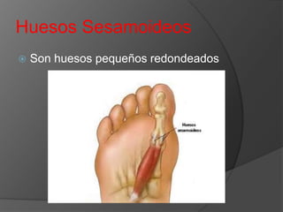 Huesos Sesamoideos


Son huesos pequeños redondeados

 