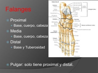 Falanges


Proximal
 Base, cuerpo, cabeza



Media
 Base, cuerpo, cabeza



Distal
 Base y Tuberosidad



Pulgar: solo tiene proximal y distal.

 