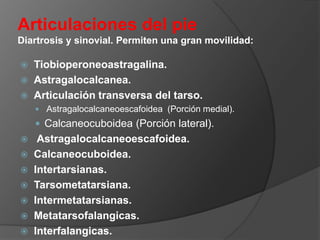 Articulaciones del pie
Diartrosis y sinovial. Permiten una gran movilidad:




Tiobioperoneoastragalina.
Astragalocalcanea.
Articulación transversa del tarso.
 Astragalocalcaneoescafoidea (Porción medial).

 Calcaneocuboidea (Porción lateral).








Astragalocalcaneoescafoidea.
Calcaneocuboidea.
Intertarsianas.
Tarsometatarsiana.
Intermetatarsianas.
Metatarsofalangicas.
Interfalangicas.

 