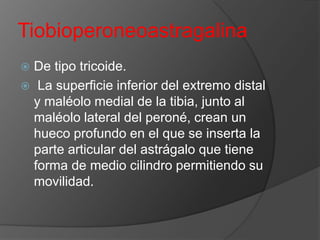 Tiobioperoneoastragalina
De tipo tricoide.
 La superficie inferior del extremo distal
y maléolo medial de la tibia, junto al
maléolo lateral del peroné, crean un
hueco profundo en el que se inserta la
parte articular del astrágalo que tiene
forma de medio cilindro permitiendo su
movilidad.


 