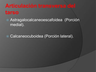 Articulación transversa del
tarso


Astragalocalcaneoescafoidea (Porción
medial).



Calcaneocuboidea (Porción lateral).

 