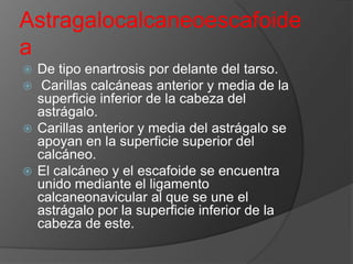 Astragalocalcaneoescafoide
a
De tipo enartrosis por delante del tarso.
Carillas calcáneas anterior y media de la
superficie inferior de la cabeza del
astrágalo.
 Carillas anterior y media del astrágalo se
apoyan en la superficie superior del
calcáneo.
 El calcáneo y el escafoide se encuentra
unido mediante el ligamento
calcaneonavicular al que se une el
astrágalo por la superficie inferior de la
cabeza de este.



 