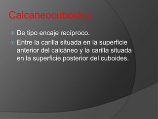 Calcaneocuboidea
De tipo encaje recíproco.
 Entre la carilla situada en la superficie
anterior del calcáneo y la carilla situada
en la superficie posterior del cuboides.


 