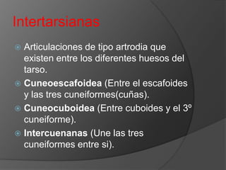 Intertarsianas
Articulaciones de tipo artrodia que
existen entre los diferentes huesos del
tarso.
 Cuneoescafoidea (Entre el escafoides
y las tres cuneiformes(cuñas).
 Cuneocuboidea (Entre cuboides y el 3º
cuneiforme).
 Intercuenanas (Une las tres
cuneiformes entre si).


 
