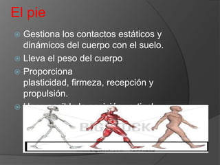El pie
Gestiona los contactos estáticos y
dinámicos del cuerpo con el suelo.
 Lleva el peso del cuerpo
 Proporciona
plasticidad, firmeza, recepción y
propulsión.
 Hace posible la posición vertical


 