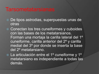 Tarsometatarsianas
De tipos astrodias, superpuestas unas de
otras
 Conectan los tres cuneiformes y cuboides
con las bases de los metatarsianos.
Forman una mortaja la carilla lateral del 1º
cuneiforme, carilla anterior del 2º y carilla
medial del 3º por donde se inserta la base
del 2º metatarsiano.
 La articulación entre el 1º cuneiforme y 1º
metatarsiano es independiente a todas las
demás.


 