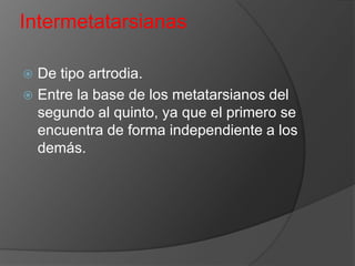 Intermetatarsianas
De tipo artrodia.
 Entre la base de los metatarsianos del
segundo al quinto, ya que el primero se
encuentra de forma independiente a los
demás.


 