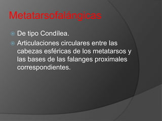 Metatarsofalángicas
De tipo Condílea.
 Articulaciones circulares entre las
cabezas esféricas de los metatarsos y
las bases de las falanges proximales
correspondientes.


 